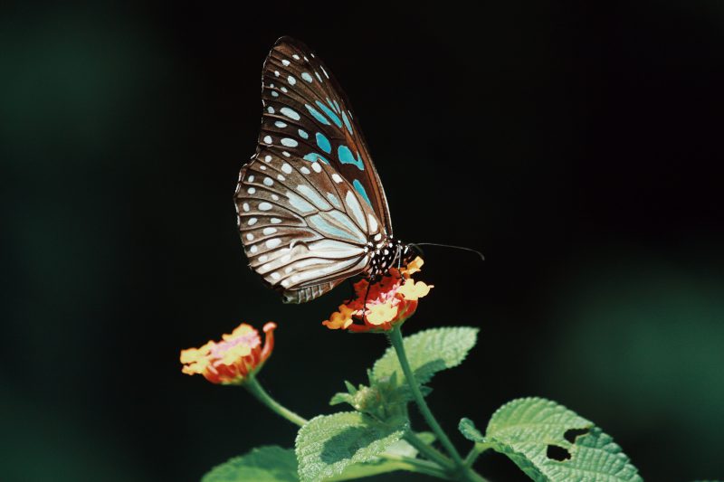 photo-of-butterfly-on-flower-